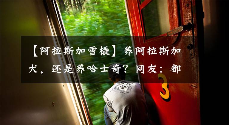 【阿拉斯加雪橇】养阿拉斯加犬，还是养哈士奇？网友：都不是省油的灯