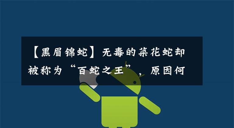 【黑眉锦蛇】无毒的菜花蛇却被称为“百蛇之王”,原因何在?有毒的蛇还怕它