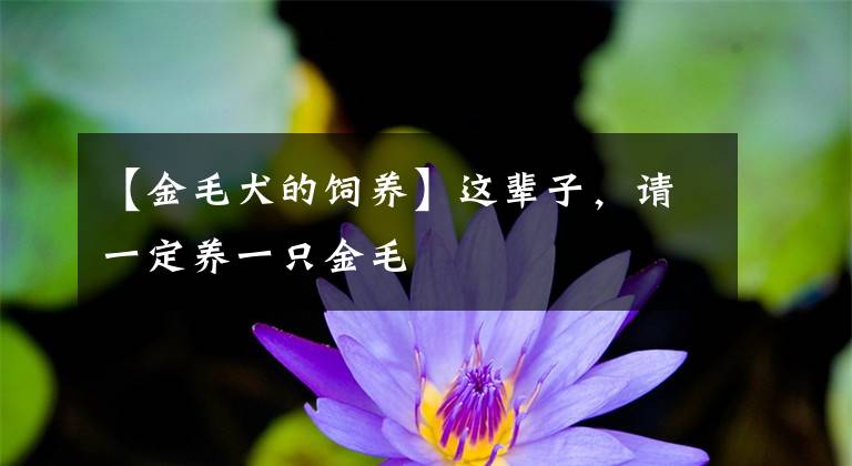 【金毛犬的饲养】这辈子，请一定养一只金毛