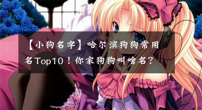 【小狗名字】哈尔滨狗狗常用名Top10！你家狗狗叫啥名？