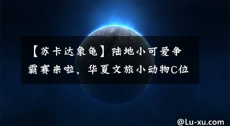 【苏卡达象龟】陆地小可爱争霸赛来啦，华夏文旅小动物C位你pick谁？