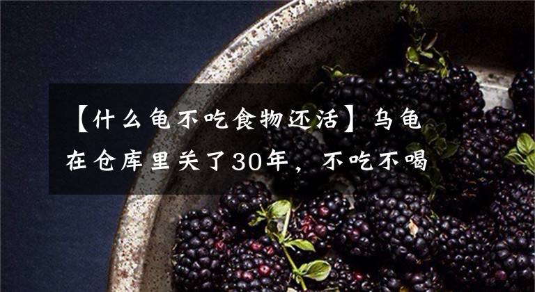 【什么龟不吃食物还活】乌龟在仓库里关了30年，不吃不喝地活了下来！