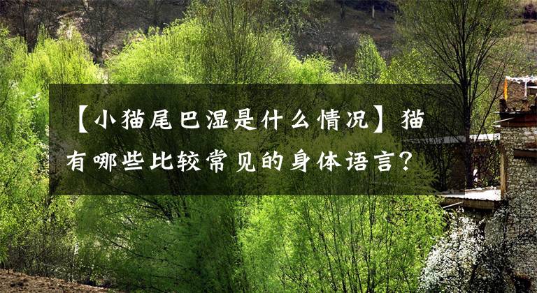【小猫尾巴湿是什么情况】猫有哪些比较常见的身体语言?