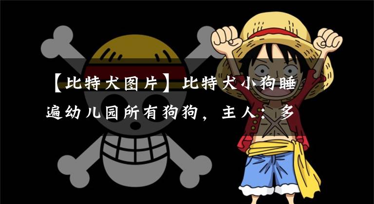 【比特犬图片】比特犬小狗睡遍幼儿园所有狗狗,主人:多亏大狗让着它