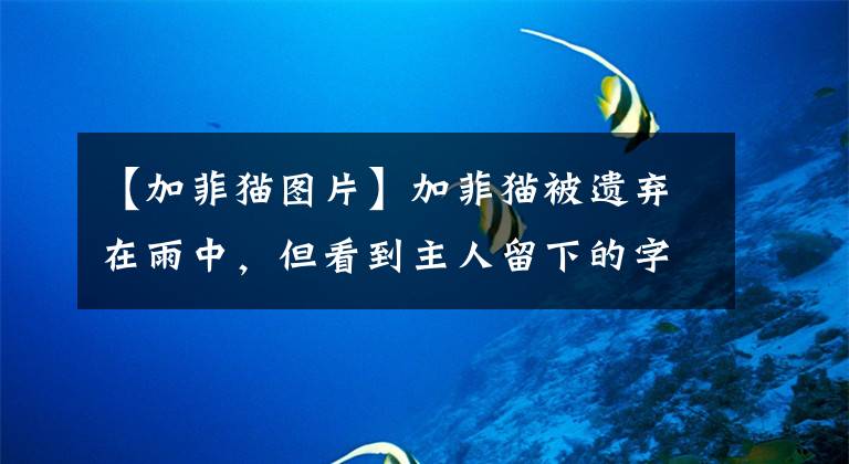 【加菲猫图片】加菲猫被遗弃在雨中,但看到主人留下的字条后,我释然了