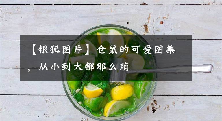 【银狐图片】仓鼠的可爱图集，从小到大都那么萌