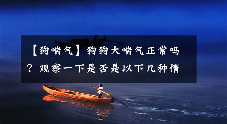 【狗喘气】狗狗大喘气正常吗？观察一下是否是以下几种情况，尽早处理