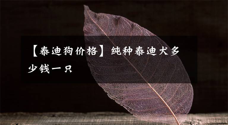 【泰迪狗价格】纯种泰迪犬多少钱一只