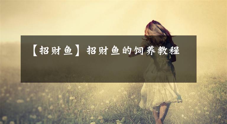 【招财鱼】招财鱼的饲养教程