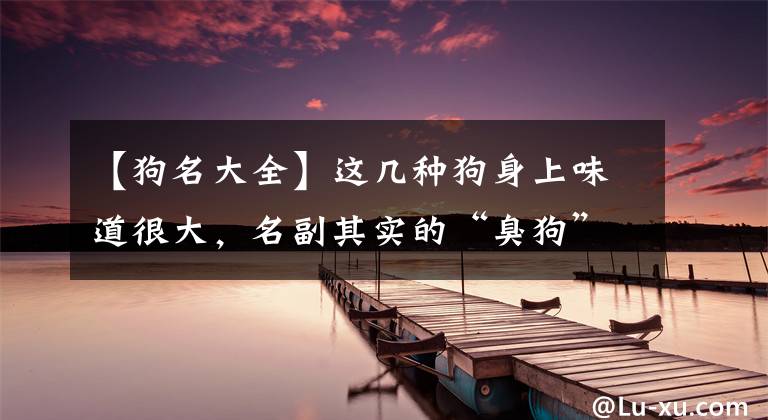 【狗名大全】这几种狗身上味道很大，名副其实的“臭狗”