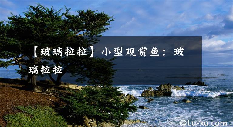 【玻璃拉拉】小型观赏鱼：玻璃拉拉