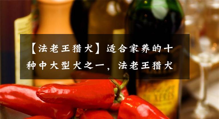 【法老王猎犬】适合家养的十种中大型犬之一,法老王猎犬