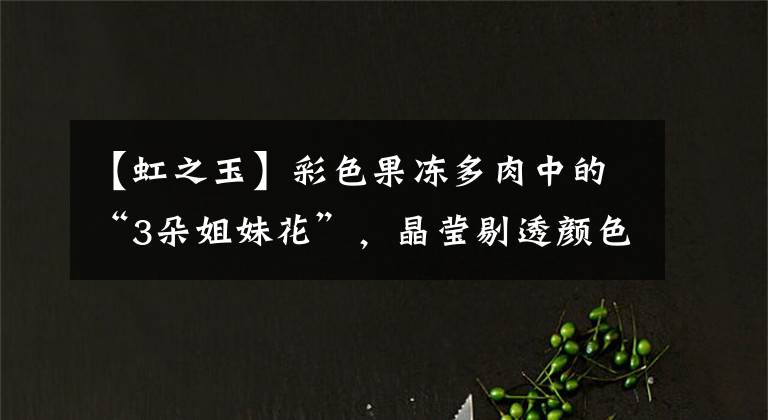 【虹之玉】彩色果冻多肉中的“3朵姐妹花”，晶莹剔透颜色亮，出状态太美了