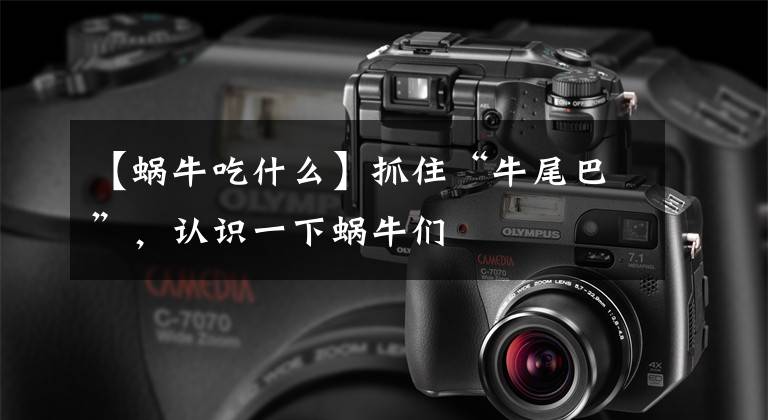 【蜗牛吃什么】抓住“牛尾巴”,认识一下蜗牛们