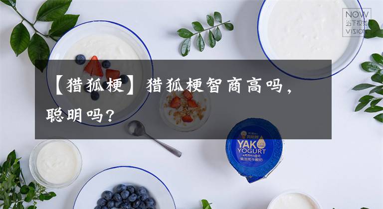 【猎狐梗】猎狐梗智商高吗,聪明吗?