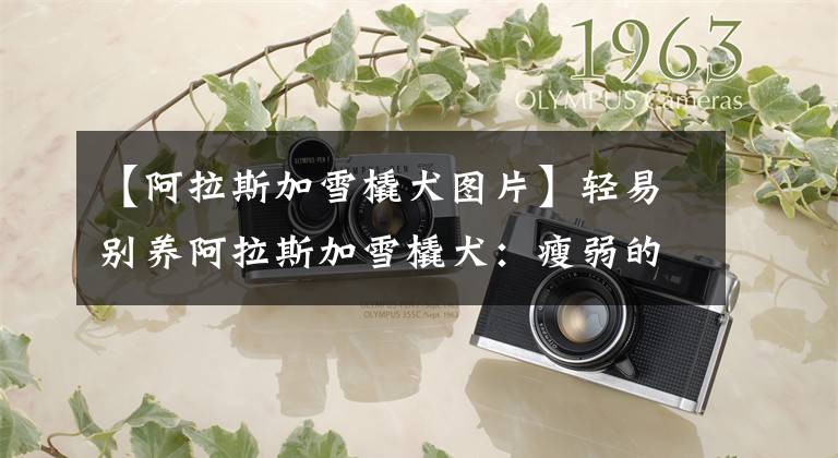 【阿拉斯加雪橇犬图片】轻易别养阿拉斯加雪橇犬：瘦弱的你，可能真的“承受”不起