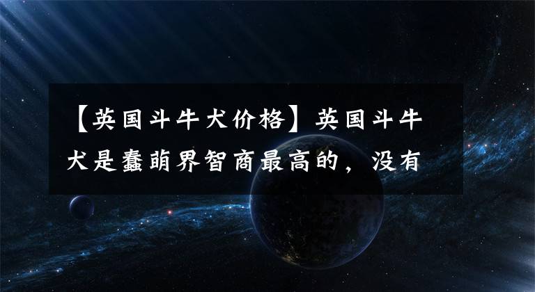 【英国斗牛犬价格】英国斗牛犬是蠢萌界智商最高的，没有之一
