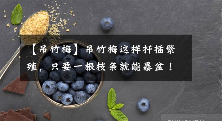 【吊竹梅】吊竹梅这样扦插繁殖，只要一根枝条就能暴盆！