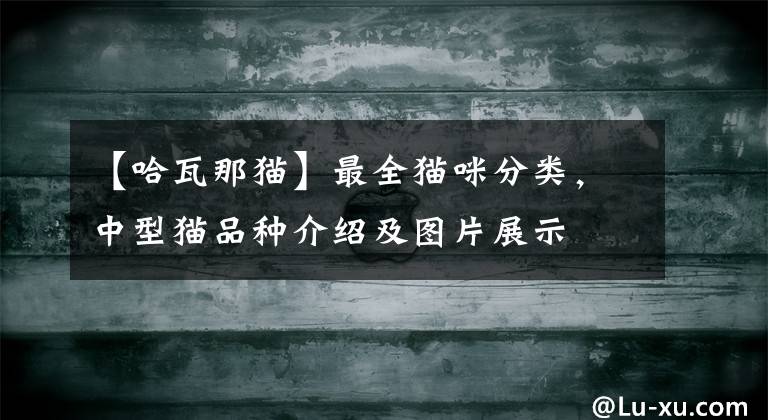 【哈瓦那猫】最全猫咪分类，中型猫品种介绍及图片展示