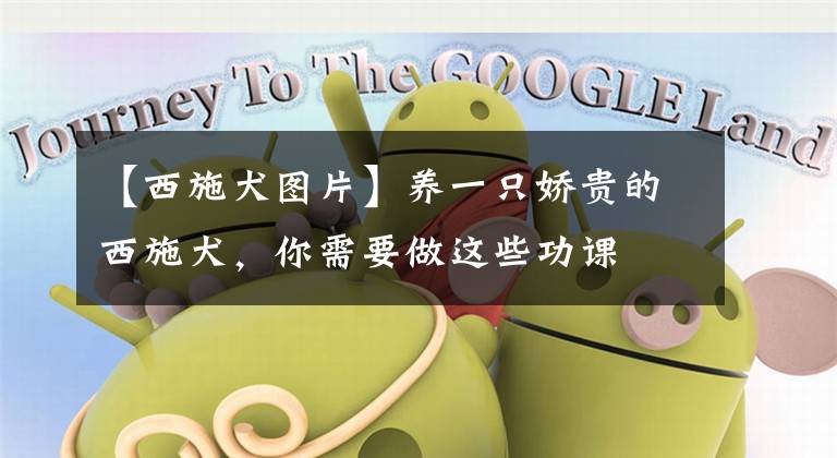 【西施犬图片】养一只娇贵的西施犬，你需要做这些功课