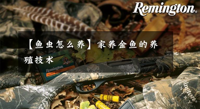 【鱼虫怎么养】家养金鱼的养殖技术