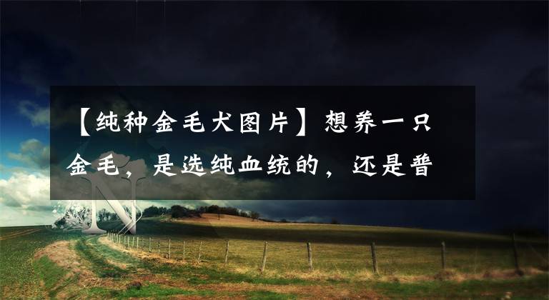 【纯种金毛犬图片】想养一只金毛，是选纯血统的，还是普通的？快来看下它们的区别吧