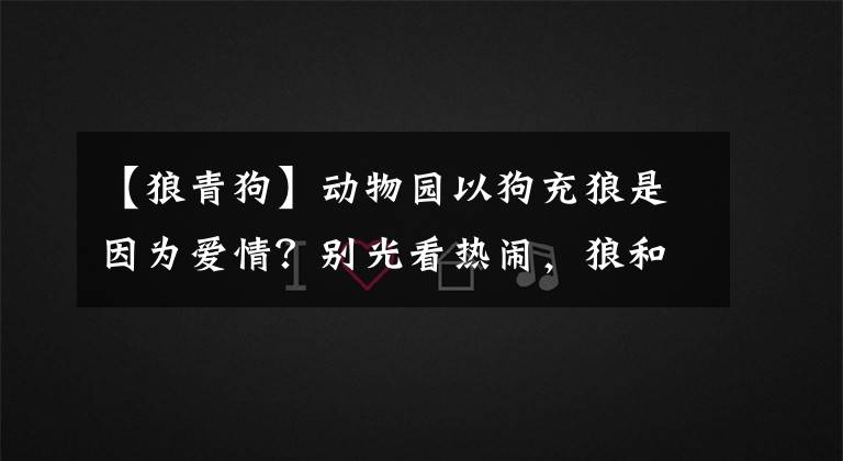 【狼青狗】动物园以狗充狼是因为爱情?别光看热闹,狼和狗的关系真的不一般