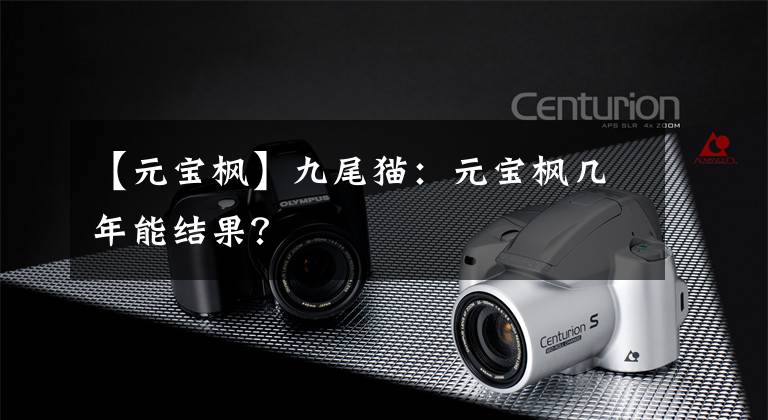 【元宝枫】九尾猫：元宝枫几年能结果？