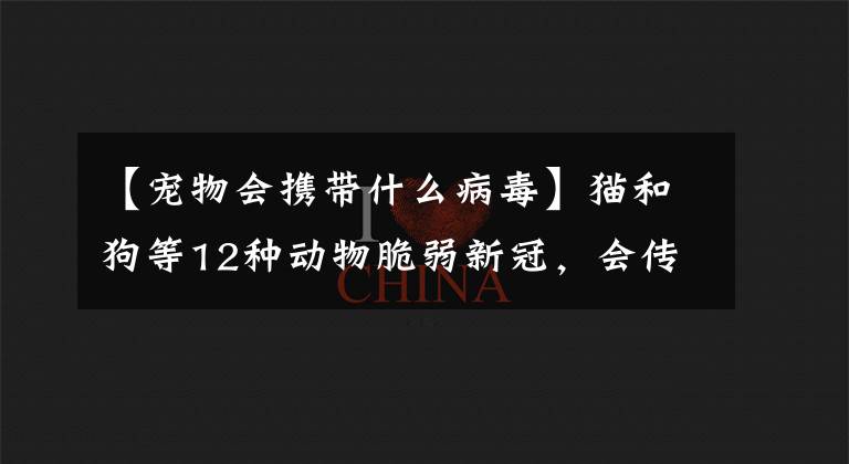 【宠物会携带什么病毒】猫和狗等12种动物脆弱新冠，会传染给物种间人类吗？