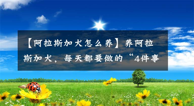 【阿拉斯加犬怎么养】养阿拉斯加犬,每天都要做的“4件事”,少做一件都不行!