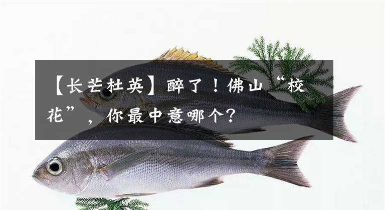 【长芒杜英】醉了!佛山“校花”,你最中意哪个?