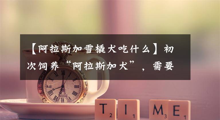 【阿拉斯加雪橇犬吃什么】初次饲养“阿拉斯加犬”,需要注意6件事