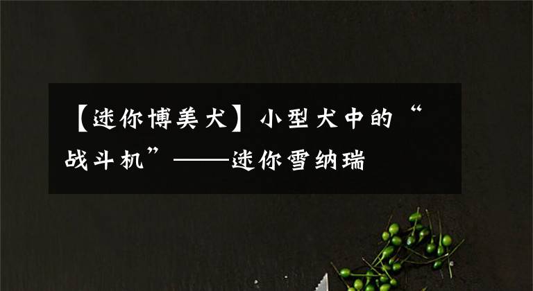 【迷你博美犬】小型犬中的“战斗机”——迷你雪纳瑞