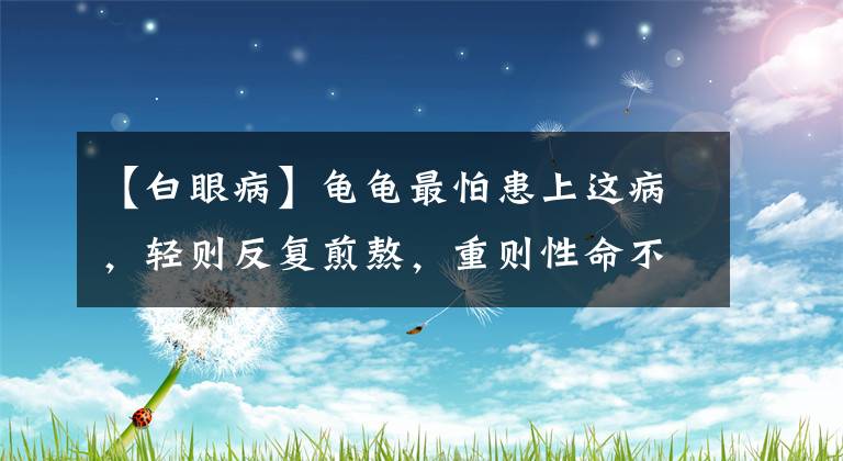 【白眼病】龟龟最怕患上这病,轻则反复煎熬,重则性命不保