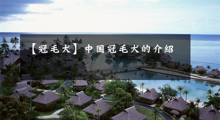 【冠毛犬】中国冠毛犬的介绍