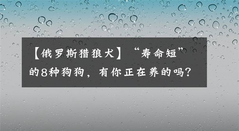 【俄罗斯猎狼犬】“寿命短”的8种狗狗,有你正在养的吗?
