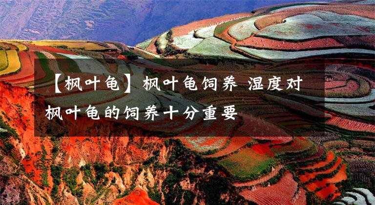 【枫叶龟】枫叶龟饲养 湿度对枫叶龟的饲养十分重要