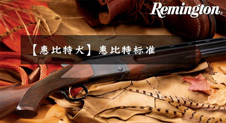 【惠比特犬】惠比特标准