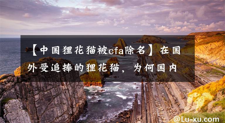 【中国狸花猫被cfa除名】在国外受追捧的狸花猫，为何国内养的人这么少呢？究其原因有5个