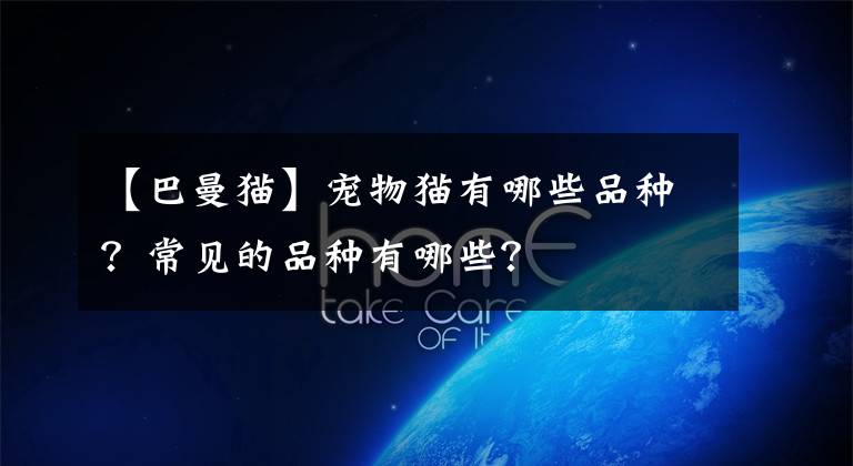 【巴曼猫】宠物猫有哪些品种?常见的品种有哪些?