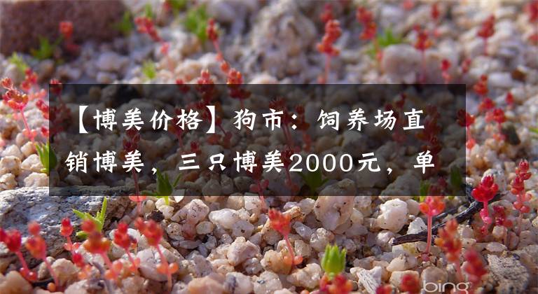 【博美价格】狗市：饲养场直销博美，三只博美2000元，单买则要800元！
