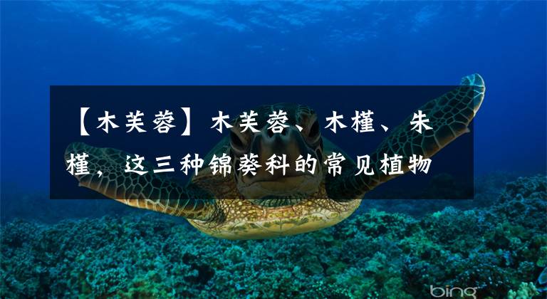 【木芙蓉】木芙蓉、木槿、朱槿，这三种锦葵科的常见植物，你都了解吗？