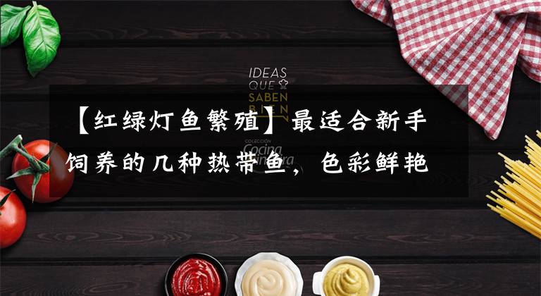 【红绿灯鱼繁殖】最适合新手饲养的几种热带鱼，色彩鲜艳价格低容易存活