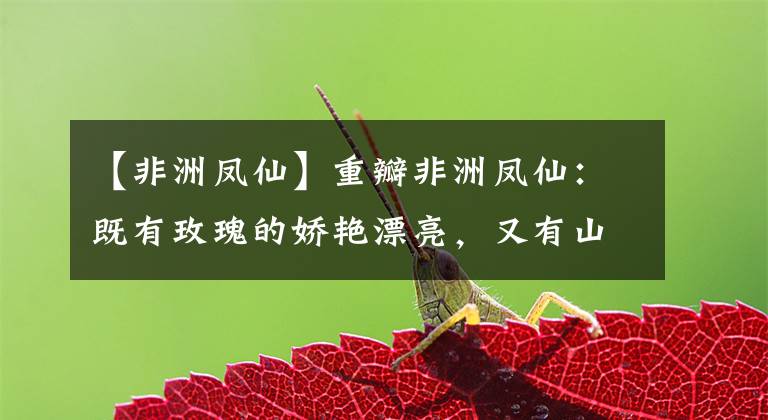 【非洲凤仙】重瓣非洲凤仙:既有玫瑰的娇艳漂亮,又有山茶的丰盈娇贵