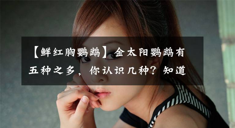 【鲜红胸鹦鹉】金太阳鹦鹉有五种之多，你认识几种？知道三种必定养鸟达人