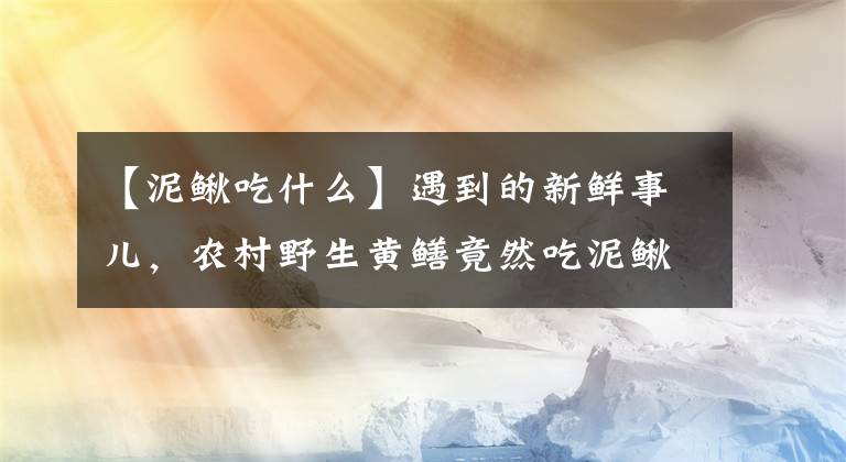 【泥鳅吃什么】遇到的新鲜事儿，农村野生黄鳝竟然吃泥鳅