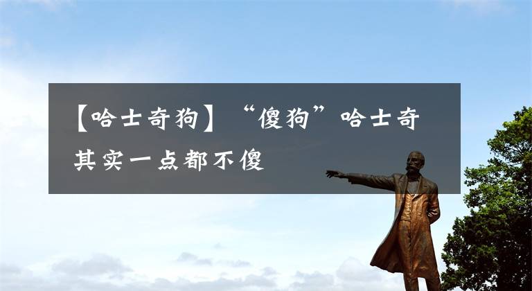 【哈士奇狗】“傻狗”哈士奇 其实一点都不傻