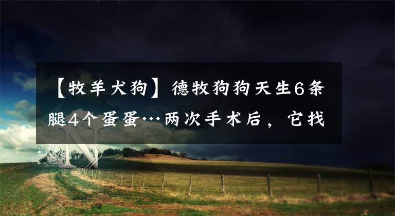 【牧羊犬狗】德牧狗狗天生6条腿4个蛋蛋…两次手术后，它找到了有爱的铲屎官