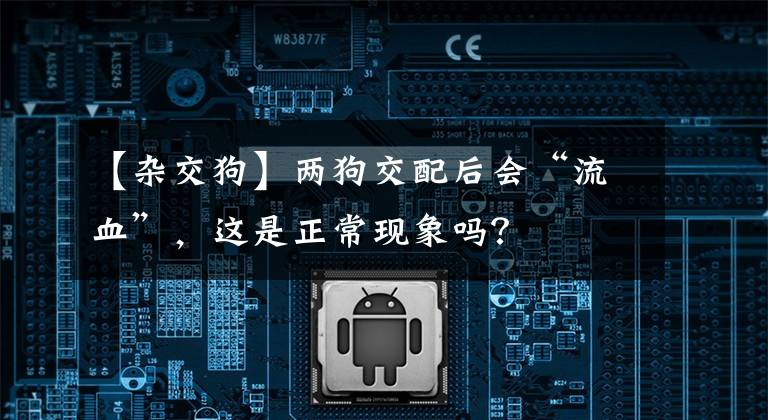 【杂交狗】两狗交配后会“流血”，这是正常现象吗？
