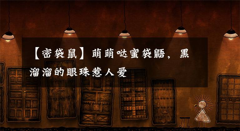 【密袋鼠】萌萌哒蜜袋鼯，黑溜溜的眼珠惹人爱